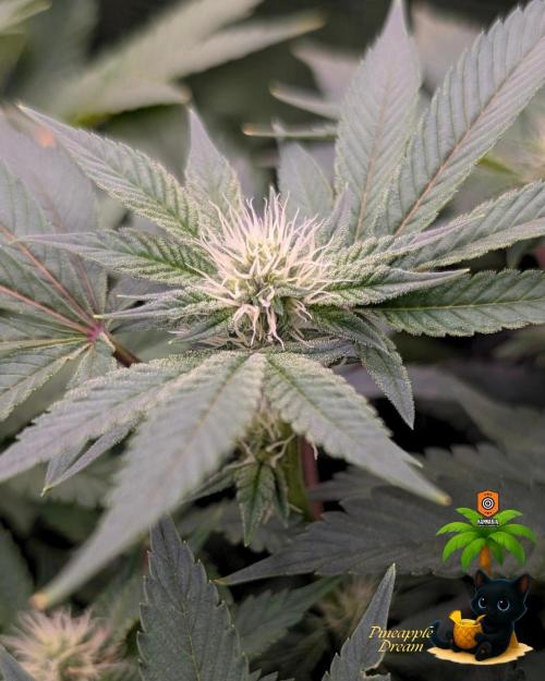 The Dreamy, Pineapple Dream - Catlife420. Week 11 - 1-7
Day 75
Day 29