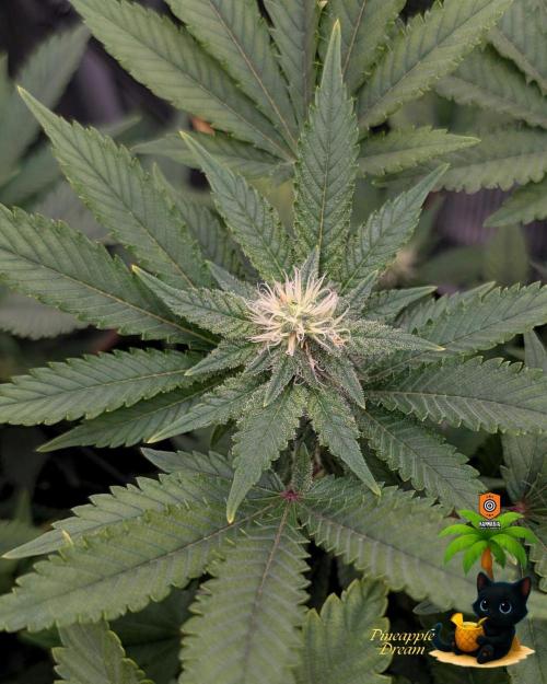 The Dreamy, Pineapple Dream - Catlife420. Week 11 - 1-7
Day 75
Day 29