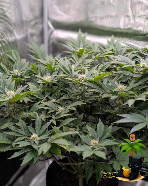 The Dreamy, Pineapple Dream - Catlife420. Week 11 - 1-7
Day 75
Day 29