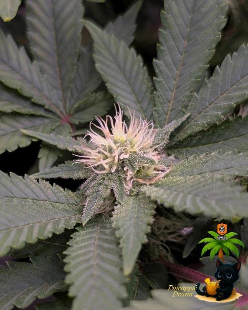 The Dreamy, Pineapple Dream - Catlife420. Week 11 - 1-7
Day 75
Day 29