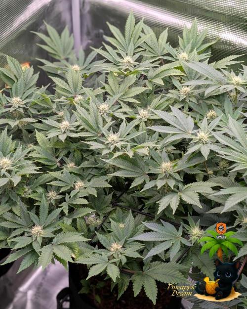 The Dreamy, Pineapple Dream - Catlife420. Week 11 - 1-7
Day 75
Day 29