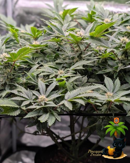 The Dreamy, Pineapple Dream - Catlife420. Week 11 - 1-9
Day 77
Day 31