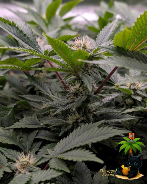 The Dreamy, Pineapple Dream - Catlife420. Week 11 - 1-9
Day 77
Day 31