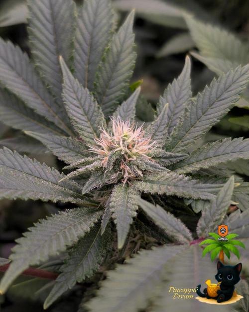 The Dreamy, Pineapple Dream - Catlife420. Week 11 - 1-9
Day 77
Day 31