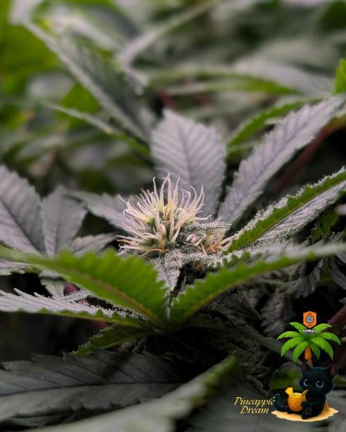 The Dreamy, Pineapple Dream - Catlife420. Week 11 - 1-9
Day 77
Day 31