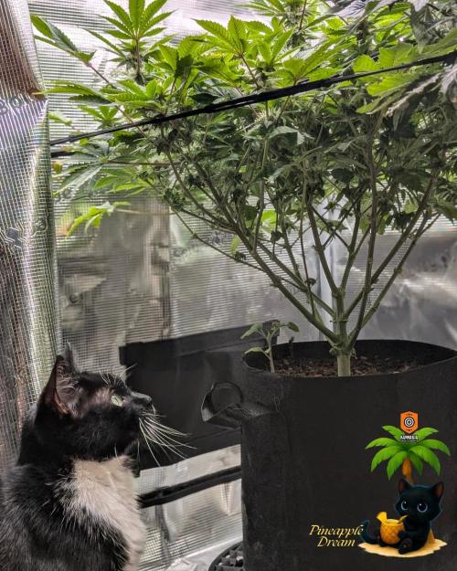 The Dreamy, Pineapple Dream - Catlife420. Week 11 - 1-9
Day 77
Day 31
True
