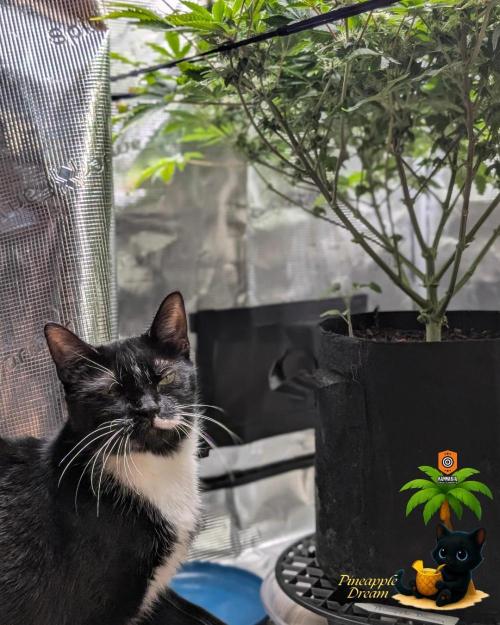 The Dreamy, Pineapple Dream - Catlife420. Week 11 - 1-9
Day 77
Day 31
True