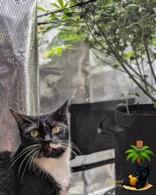 The Dreamy, Pineapple Dream - Catlife420. Week 11 - 1-9
Day 77
Day 31
True