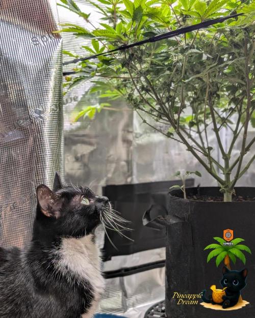 The Dreamy, Pineapple Dream - Catlife420. Week 11 - 1-9
Day 77
Day 31
True