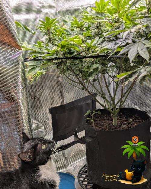 The Dreamy, Pineapple Dream - Catlife420. Week 11 - 1-9
Day 77
Day 31
True