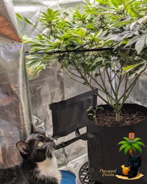 The Dreamy, Pineapple Dream - Catlife420. Week 11 - 1-9
Day 77
Day 31
True