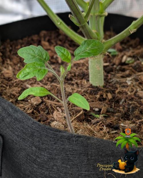 The Dreamy, Pineapple Dream - Catlife420. Week 11 - 1-9
Day 77
Day 31
Fred