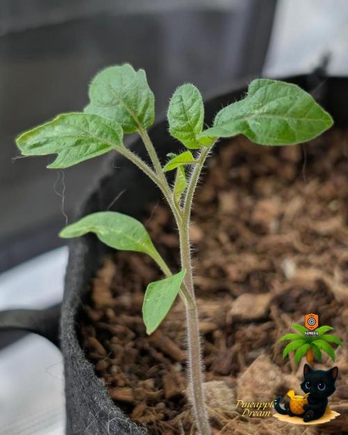 The Dreamy, Pineapple Dream - Catlife420. Week 11 - 1-9
Day 77
Day 31
Fred