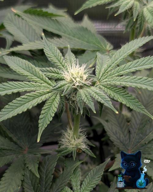 FEM 11 Photo Tester - Catlife420. Week 11 - 1-7
Day 75
Day 29