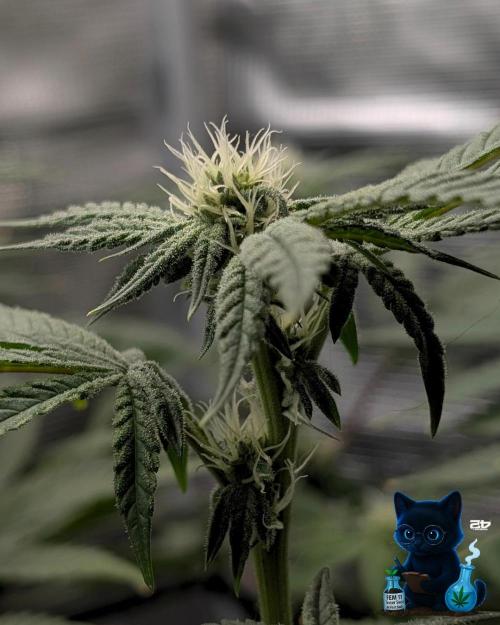 FEM 11 Photo Tester - Catlife420. Week 11 - 1-7
Day 75
Day 29