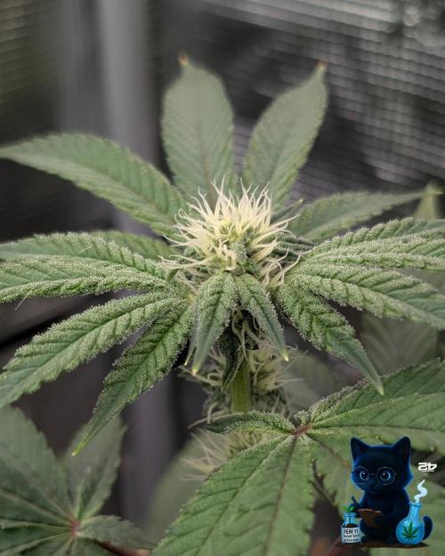 FEM 11 Photo Tester - Catlife420. Week 11 - 1-7
Day 75
Day 29