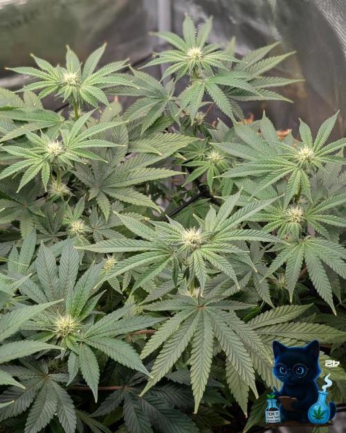 FEM 11 Photo Tester - Catlife420. Week 11 - 1-7
Day 75
Day 29