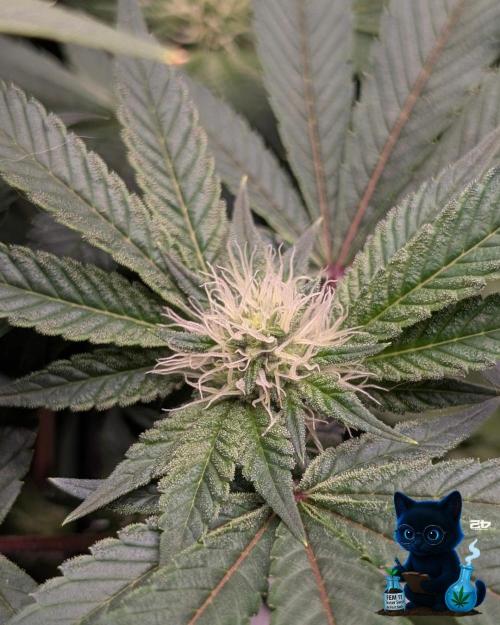 FEM 11 Photo Tester - Catlife420. Week 11 - 1-7
Day 75
Day 29