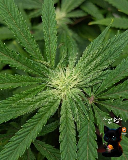 Sunset Sherbet GF (MY TURN) - Catlife420. Week 11 - 1-7
Day 75
Day 29