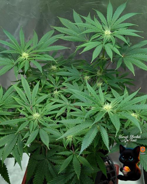 Sunset Sherbet GF (MY TURN) - Catlife420. Week 11 - 1-7
Day 75
Day 29