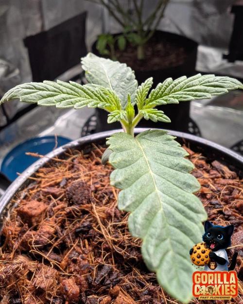 Fast Gorilla Cookies. Week 2