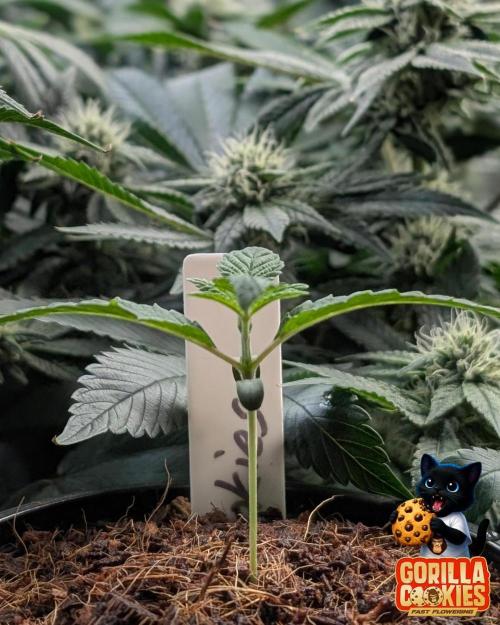 Fast Gorilla Cookies. Week 2