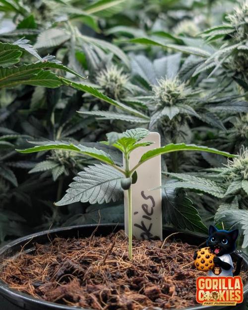 Fast Gorilla Cookies. Week 2