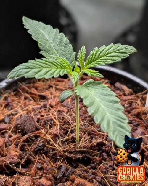 Fast Gorilla Cookies. Week 2