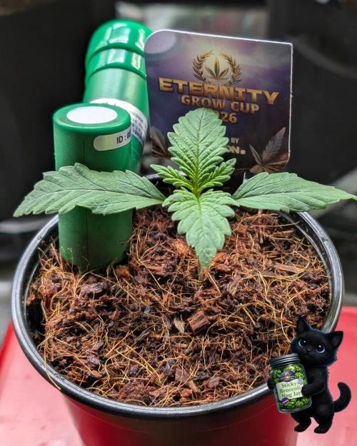 Eternity 2026. Week 2