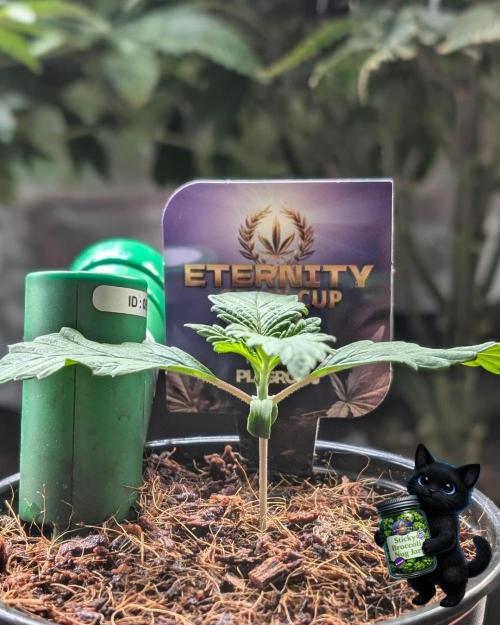 Eternity 2026. Week 2