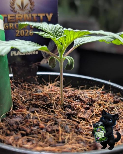 Eternity 2026. Week 2