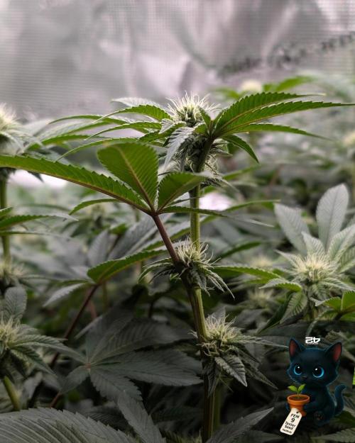 FEM 9 Photo Tester - Catlife420. Week 12 - 1-9
Day 77
