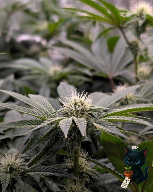 FEM 9 Photo Tester - Catlife420. Week 12