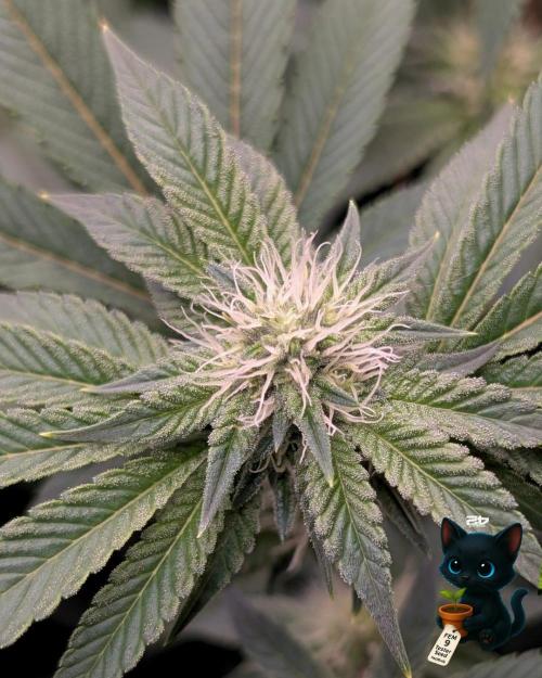 FEM 9 Photo Tester - Catlife420. Week 12