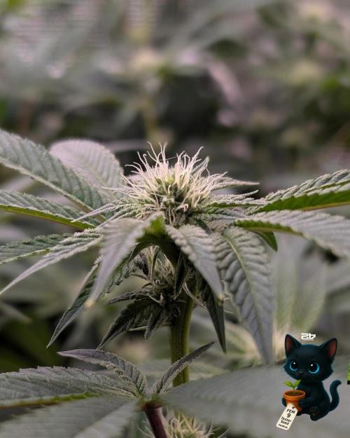 FEM 9 Photo Tester - Catlife420. Week 12