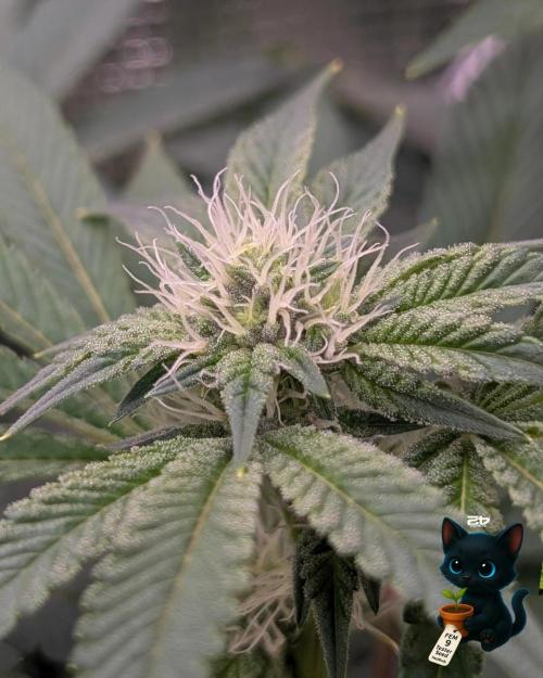 FEM 9 Photo Tester - Catlife420. Week 12