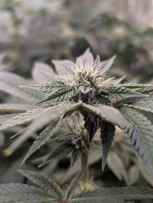 FEM 9 Photo Tester - Catlife420. Week 12 - 1-12
Day 80
Day34