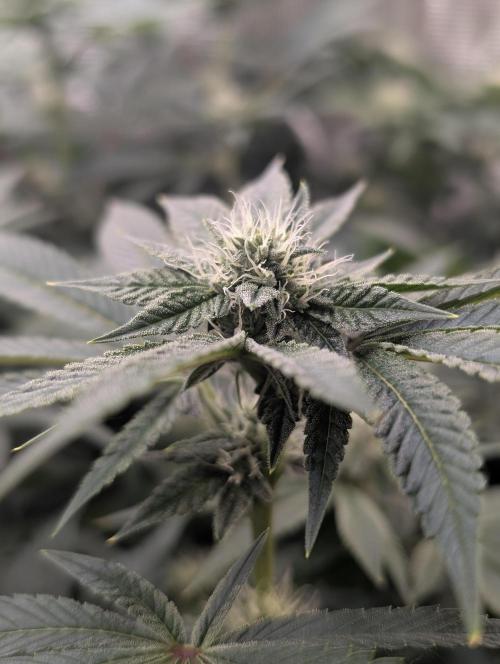 FEM 9 Photo Tester - Catlife420. Week 12 - 1-12
Day 80
Day34