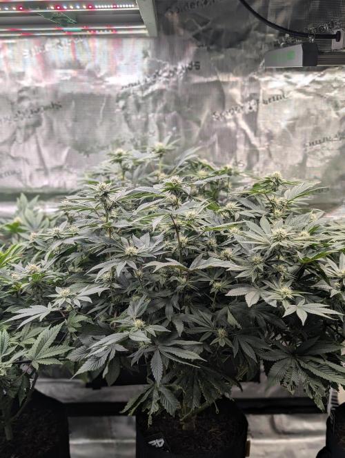 FEM 9 Photo Tester - Catlife420. Week 12 - 1-12
Day 80
Day34