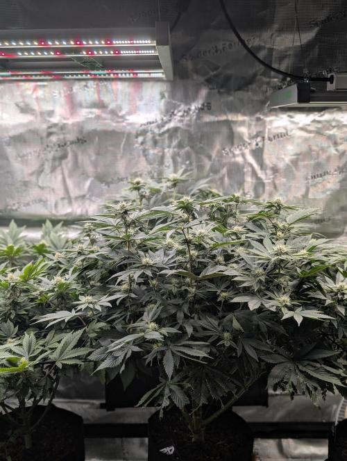 FEM 9 Photo Tester - Catlife420. Week 12 - 1-12
Day 80
Day34