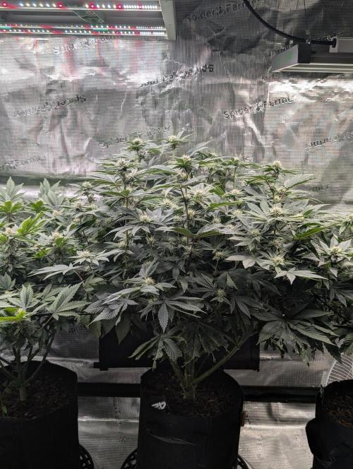 FEM 9 Photo Tester - Catlife420. Week 12