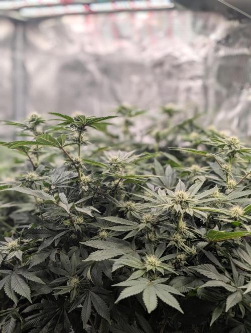 FEM 9 Photo Tester - Catlife420. Week 12