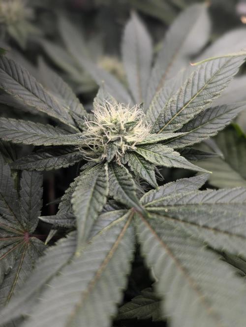 FEM 9 Photo Tester - Catlife420. Week 12