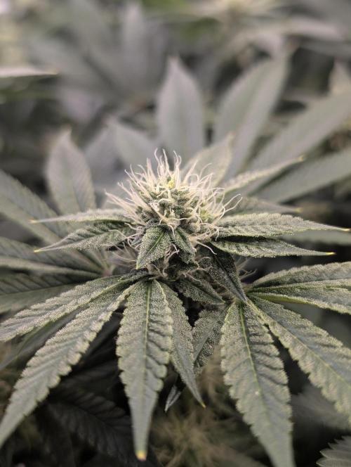 FEM 9 Photo Tester - Catlife420. Week 12