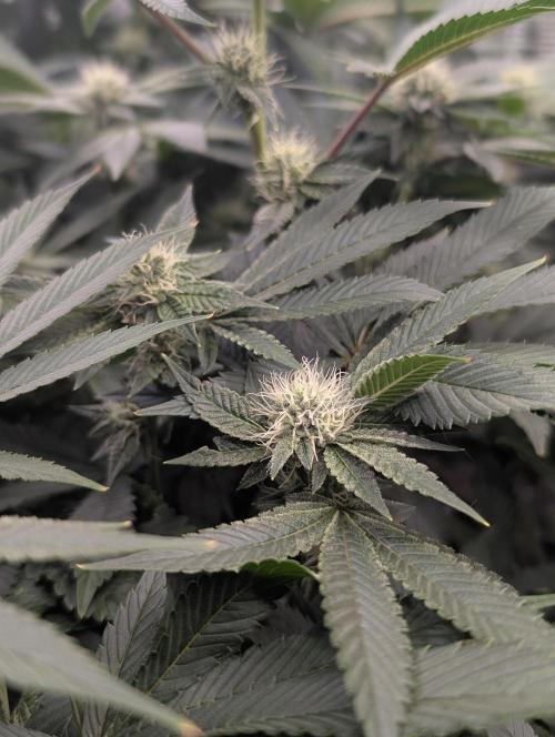 FEM 9 Photo Tester - Catlife420. Week 12