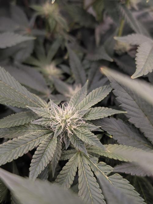 FEM 9 Photo Tester - Catlife420. Week 12