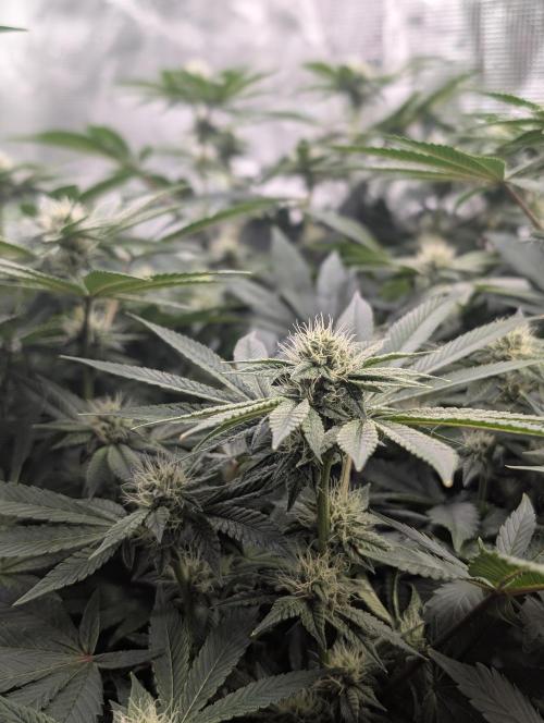 FEM 9 Photo Tester - Catlife420. Week 12