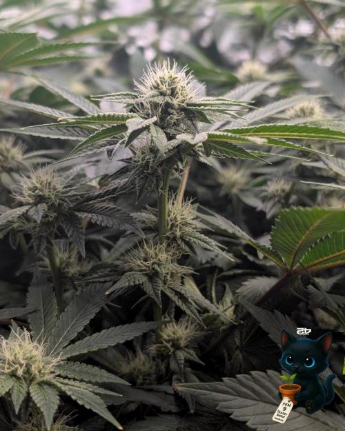 FEM 9 Photo Tester - Catlife420. Week 12 - 1-12
Day 80
Day 34