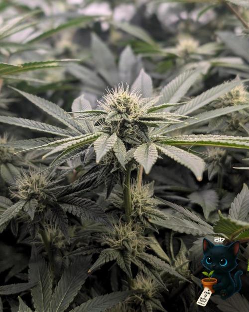 FEM 9 Photo Tester - Catlife420. Week 12 - 1-12
Day 80
Day 34