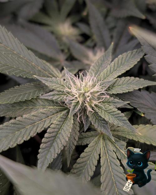 FEM 9 Photo Tester - Catlife420. Week 12 - 1-12
Day 80
Day 34